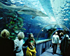 Tropicarium in Budapest